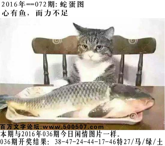 072期：玄机图/悟入其图/捉生肖/百家姓/七星图/好图乐翻天/藏宝图/发财玄机图/跑狗图/蛇蛋图/彩民提供