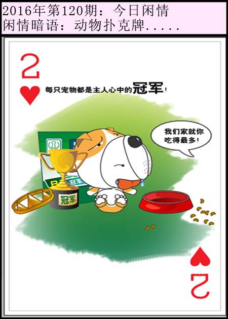 120期今日闲情：动物扑克牌.....