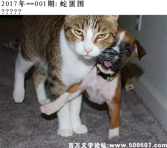 001期：玄机图/悟入其图/捉生肖/百家姓/七星图/好图乐翻天/藏宝图/发财玄机图/跑狗图/蛇蛋图/彩民提供