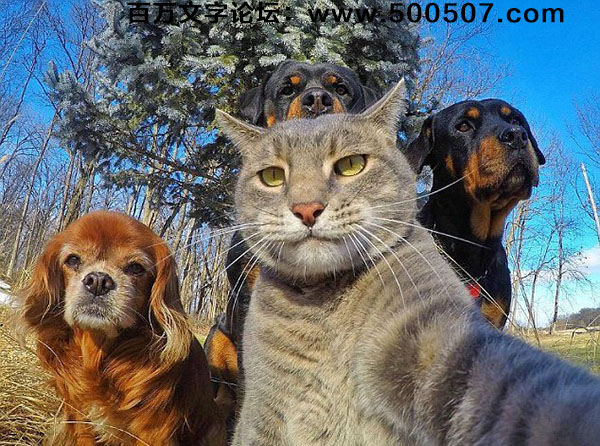 2017年第015期幽默猜测：自拍的猫狗
