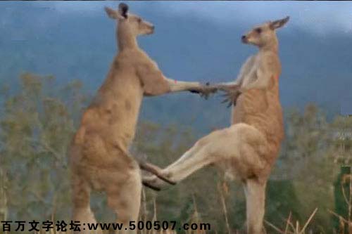 2017年第036期幽默猜测：为爱对战