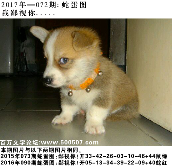 072期蛇蛋图：我鄙视你.....