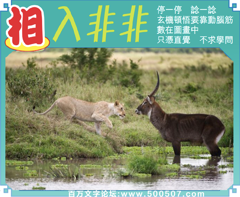 104期老版跑狗一字記之曰：【嬌】詩曰：期望有緣把君招，清心難抵藏石嬌。寂寞少婦，獨自奏蕭，期望有緣把君招；幹柴烈火，慾望燃燒，清心難抵藏石嬌。玄機測字：《絕》