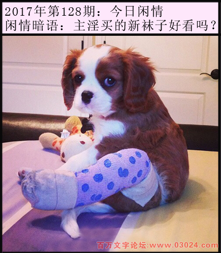 128期今日闲情：主淫买的新袜子好看吗？