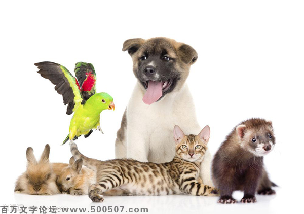 2017年第137期幽默猜测：干嘛呢