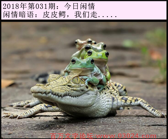 031期今日闲情：皮皮鳄，我们走.....