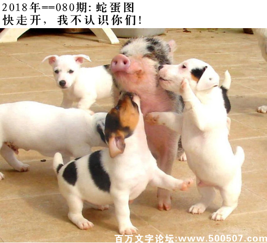 080期：玄机图/悟入其图/捉生肖/七星图/好图乐翻天/藏宝图/发财玄机图/跑狗图/蛇蛋图/彩民提供