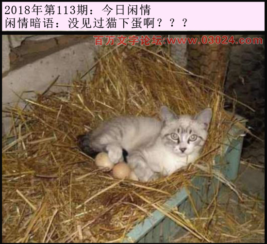113期今日闲情：没见过猫下蛋啊？？？