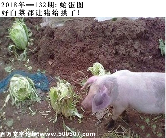 132期蛇蛋图：好白菜都让猪给拱了！