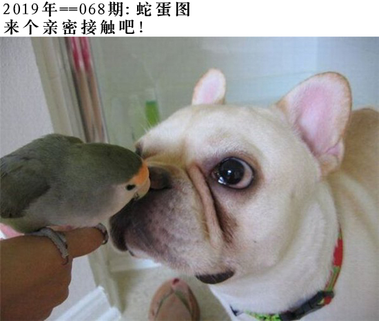 068期蛇蛋图：来个亲密接触吧！