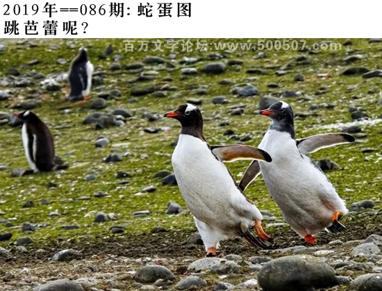 086期蛇蛋图：跳芭蕾呢？