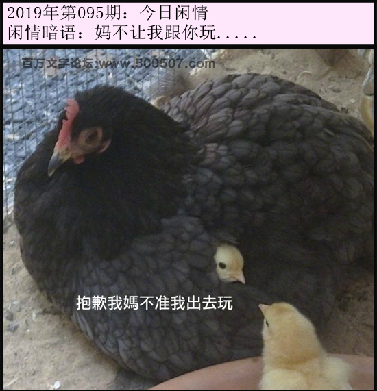 095期今日闲情：妈不让我跟你玩.....