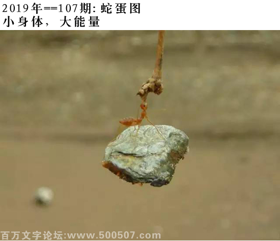 107期：相入非非/百家姓/七星图/好图乐翻天/藏宝图/发财玄机图/跑狗图/蛇蛋图/電郵天地/彩民提供