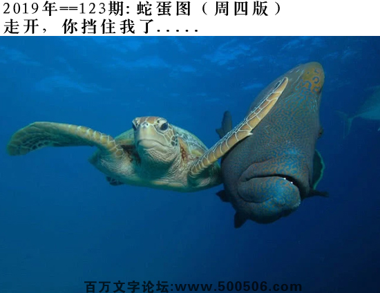 123期：相入非非/百家姓/七星图/好图乐翻天/藏宝图/发财玄机图/跑狗图/蛇蛋图/電郵天地/彩民提供