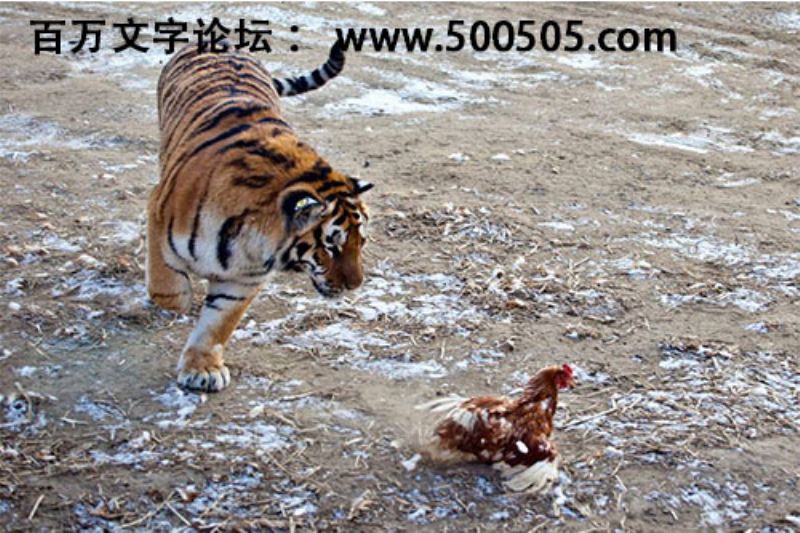 2020年第005期幽默猜测：偷袭